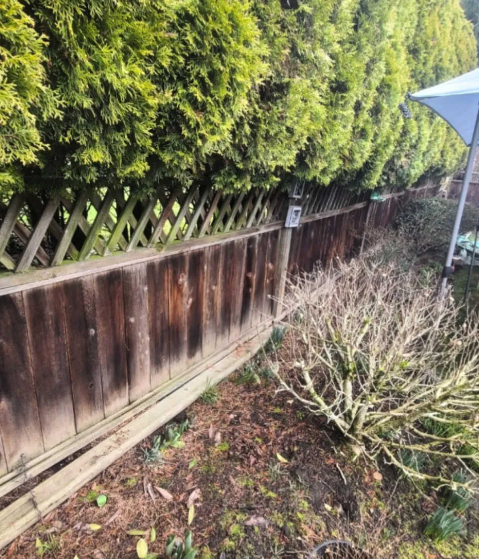 Cedar privacy fence before